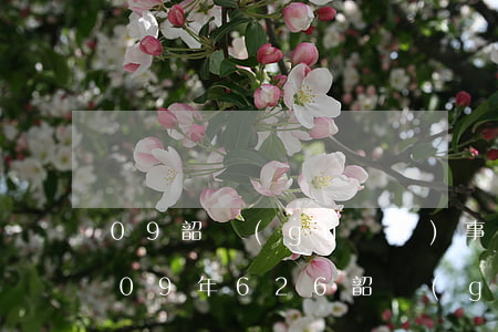 09韶關(guān)事件死了多少人(2009年626韶關(guān)事件)