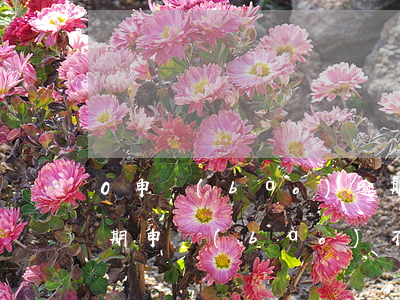 0申報(bào)逾期六年要罰款嗎(首次逾期申報(bào)不予處罰)
