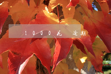 1000花唄逾期