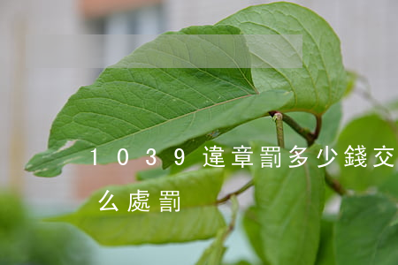 1039違章罰多少錢(交通違章1039怎么處罰)