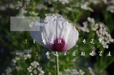 10号还款11号还算逾期吗-10号还款11号还算逾期吗百度
