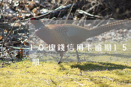 10塊錢信用卡逾期15天(信用卡10元逾期)