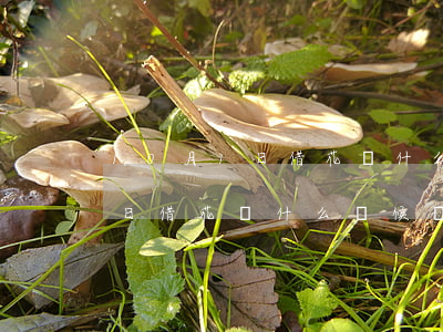 10月1日借花唄什么時候還款-10月1日借花唄什么時候還款呢