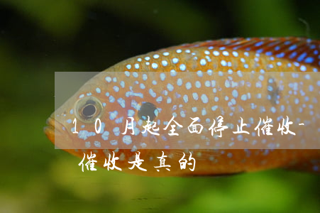 10月起全面停止催收-10月起全面停止催收是真的嗎