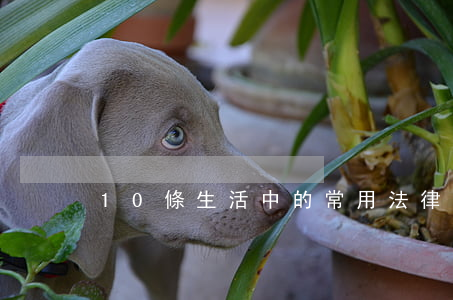 10條生活中的常用法律小常識