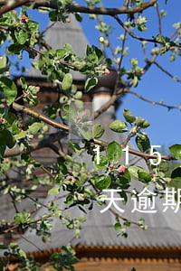115元花唄逾期30天(花唄逾期了150天逾期了三千塊說起訴我?)