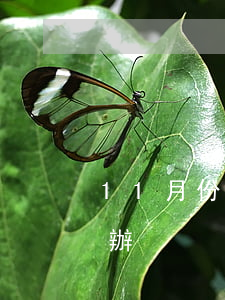 11月份欠款無力償還 欠款無力償還了怎么辦