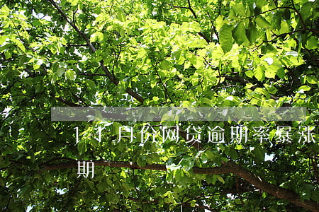11月份网贷逾期率暴涨(十多个网贷全部逾期)