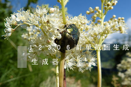 12306 訂單 截圖生成器(火車票訂單截圖生成器)