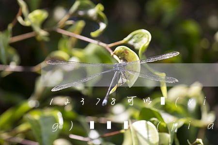 12378可以協(xié)商網(wǎng)貸嗎（銀監(jiān)會(huì)投訴網(wǎng)貸有用嗎）