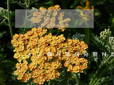 12個月免息分期付款