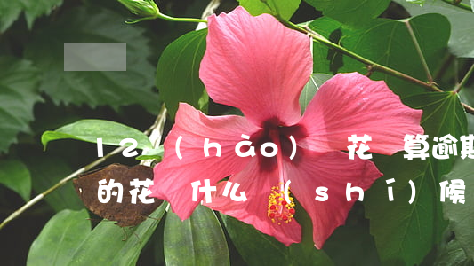 12號(hào)還花唄算逾期嗎(12月底的花唄什么時(shí)候還)