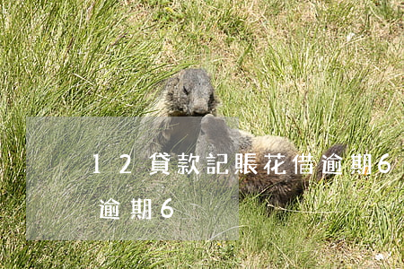 12貸款記賬花借逾期6(12貸款記賬花借逾期6)
