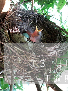 13個月處于逾期狀態(tài) 13個月處于逾期狀態(tài)