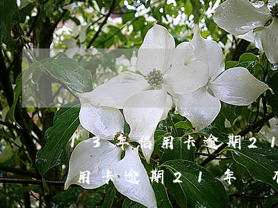 13年信用卡逾期21年還有記錄(13年信用卡逾期21年還有記錄)