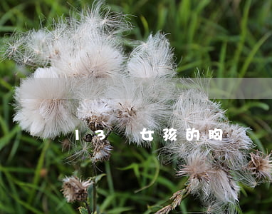 13歲女孩的胸