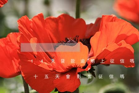 14天貸款逾期上征信嗎(寧波銀行貸款逾期十五天會影響征信嗎)