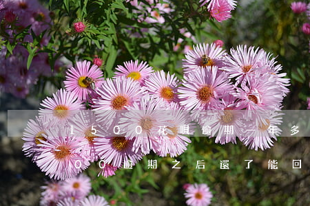 1500花唄逾期一年多會怎樣(花唄欠1500逾期之后還了能回來多少額度)
