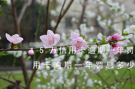 15万信用卡逾期一年罚息多少-15万信用卡逾期一年罚息多少钱