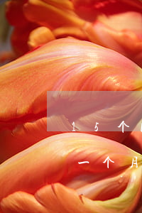 15个网贷逾期了怎么办(五六个网贷逾期快一个月了)