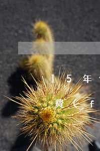 15年信用卡年費(fèi)逾期(信用卡年費(fèi)沒還算逾期)