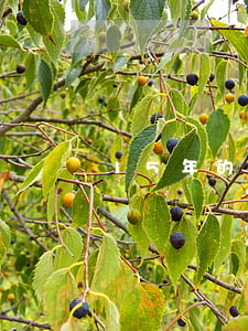 15年的信用卡逾期 信用卡15萬逾期三年