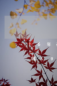 16年花唄有過逾期嗎 16年花唄逾期了2個(gè)月,什么時(shí)候才能辦到信用卡