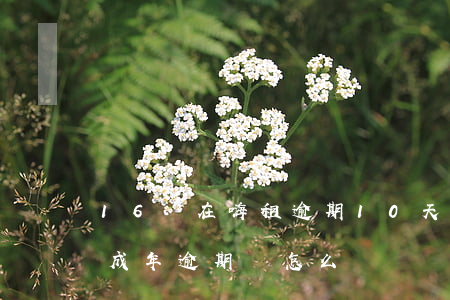 16歲在嗨租逾期10天會怎么樣-嗨租未成年逾期會怎么樣
