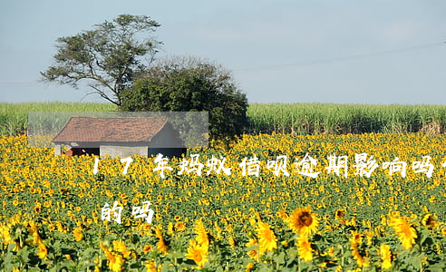 17年蚂蚁借呗逾期影响吗(借呗逾期有一年的吗)