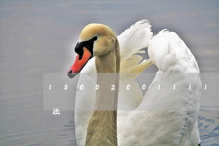 18002001111449律師證(律師 法師)