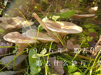 1975年離婚去什么地方辦理(1975年離婚去什么地方辦理)