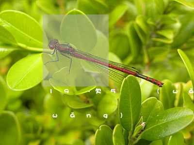 19歲欠5萬網(wǎng)貸(欠五萬網(wǎng)貸)