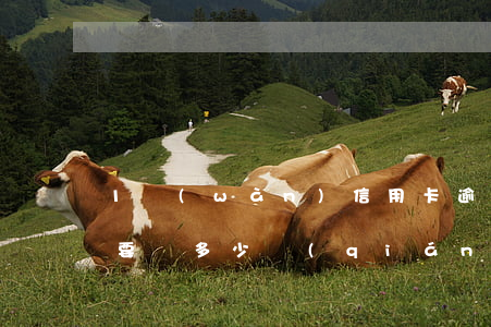 1萬(wàn)信用卡逾期十個(gè)月要還多少錢(qián)-1萬(wàn)信用卡逾期十個(gè)月要還多少錢(qián)呢