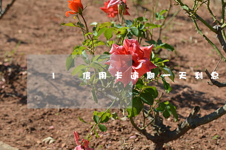 1萬信用卡逾期一天利息多少錢