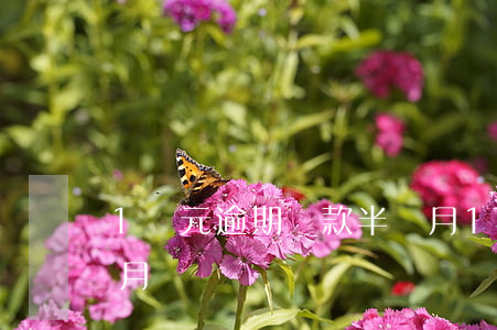 1萬元逾期還款半個月(1萬元逾期還款半個月)