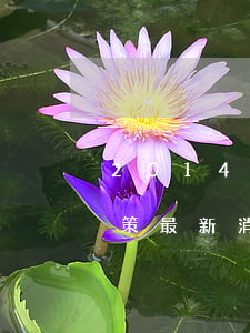 2014二胎新政策(2016年放開二胎政策最新消息)