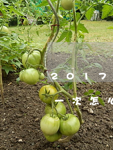 2017年信用卡逾期怎么辦（信用卡已逾期一次怎么辦）