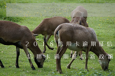 2018信用卡逾期征信新政策-2018信用卡逾期征信新政策是什么