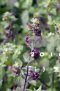 2018欠網(wǎng)貸不還會(huì)怎樣(2018年網(wǎng)貸沒(méi)還)