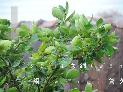 2018欠網(wǎng)貸快一年沒有還(網(wǎng)貸欠款一年會(huì)怎么樣)