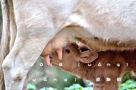 2018網(wǎng)貸逾期怎么辦(網(wǎng)貸逾期好幾年了怎么辦)