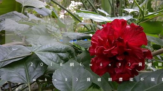 2018網(wǎng)貸逾期能貸嗎(網(wǎng)貸逾期還能不能貸)