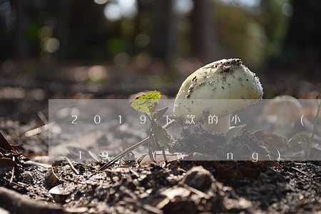 2019下款的小額網(wǎng)貸(2019網(wǎng)貸整頓后能下款的口子)