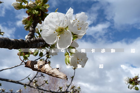 2019信用卡逾期沒超過5萬-2019信用卡逾期沒超過5萬怎么辦