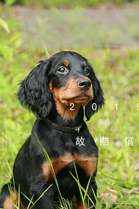 2019年交通事故賠償表(2019交通事故賠償標準表最新)