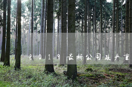 2019最新公司破产重整的流程最新规定