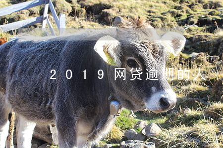 2019网贷逾期的人