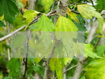 2019財(cái)稅法律法規(guī)全書(shū)(最新的稅收法規(guī)比如財(cái)稅什么的在哪里查找呢)