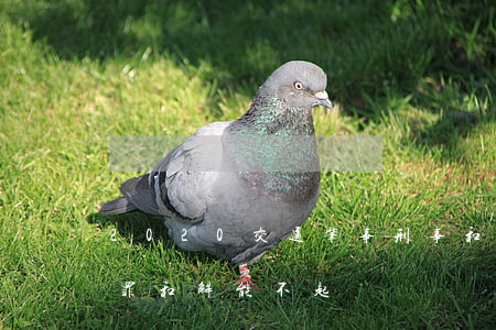 2020交通肇事刑事和解不起訴(交通肇事罪和解能不起訴嗎)