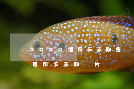 2020信用卡逾期金額圖片-2020年信用卡逾期圖片